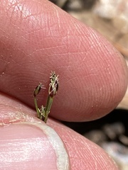 Bulbostylis capillaris