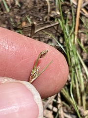 Bulbostylis capillaris