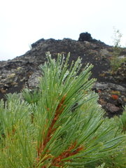 Pinus pumila