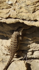 Sceloporus tristichus