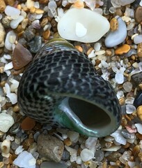 Chlorodiloma adelaidae