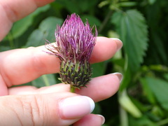 Cirsium helenioides