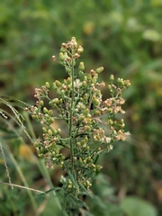 Erigeron sumatrensis