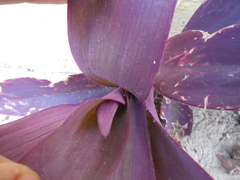 Tradescantia pallida