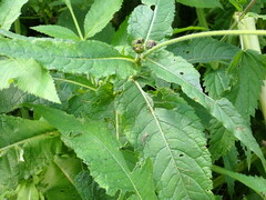 Cirsium helenioides