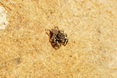 Salticinae