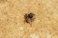 Salticinae