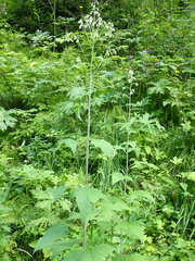 Parasenecio hastatus