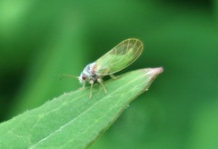 Psylla buxi