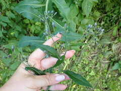 Saussurea parviflora