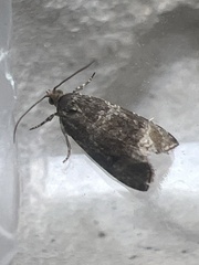 Syricoris lacunana