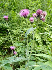 Cirsium helenioides