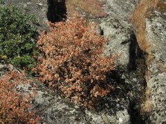 Acer monspessulanum