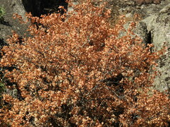 Acer monspessulanum
