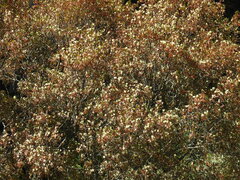 Acer monspessulanum