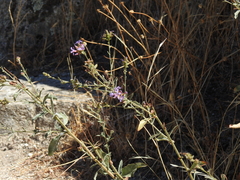 Plumbago europaea