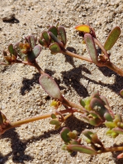 Portulaca halimoides