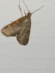 Hypsopygia