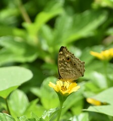 Junonia lemonias