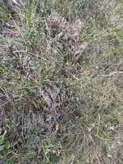 Platylobium obtusangulum