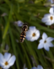 Melangyna viridiceps