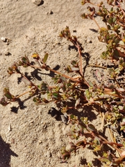 Portulaca halimoides