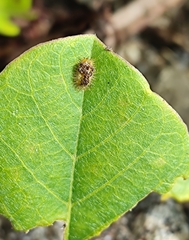 Laccoptera nepalensis