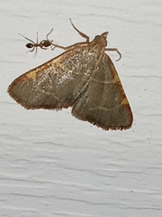 Hypsopygia