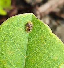 Laccoptera nepalensis