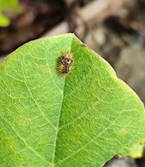 Laccoptera nepalensis