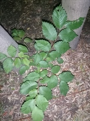 Ulmus glabra