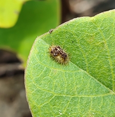 Laccoptera nepalensis