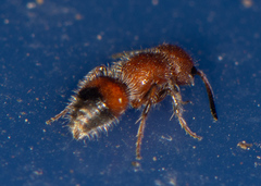 Pseudomethoca frigida