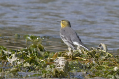 Motacilla citreola