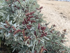 Atriplex cinerea