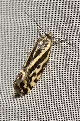 Acontia trabealis