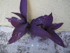 Tradescantia pallida