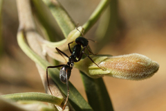 Iridomyrmex viridiaeneus