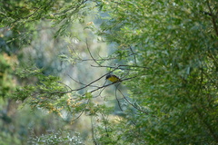 Eopsaltria australis