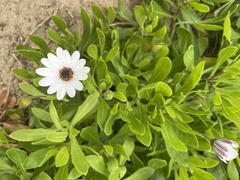 Dimorphotheca