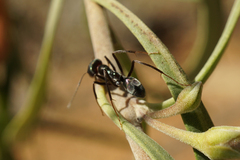 Iridomyrmex viridiaeneus