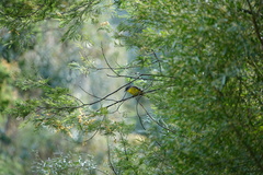 Eopsaltria australis