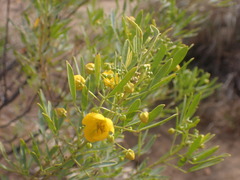 Senna artemisioides