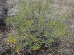 Senna artemisioides