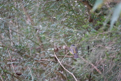 Eopsaltria australis