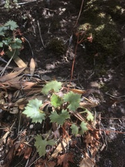 Saxifraga maderensis