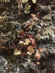 Saxifraga maderensis