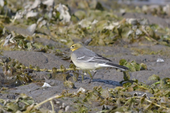 Motacilla citreola