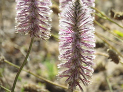 Ptilotus exaltatus
