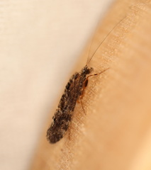 Hydrobiosidae